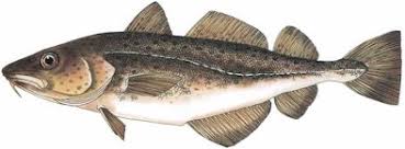 Image result for Microgadus tomcod