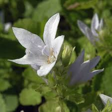 Image result for Glockenblumen