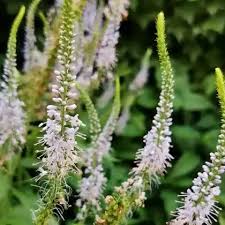 Image result for Steppenkerze