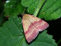 Attēlu rezultāti vaicājumam “Phytometra viridaria”