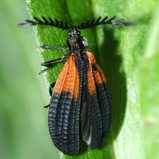 Attēlu rezultāti vaicājumam “Lycidae”