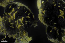 Attēlu rezultāti vaicājumam “Physarum oblatum macro”