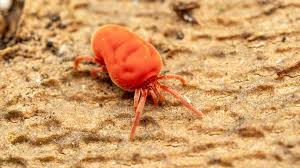 Attēlu rezultāti vaicājumam “Acari”