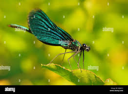 Attēlu rezultāti vaicājumam “Calopteryx virgo”