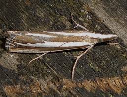 Attēlu rezultāti vaicājumam “Catoptria fulgidella”