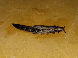 Attēlu rezultāti vaicājumam “Lymexylidae”