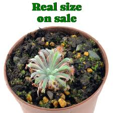 Attēlu rezultāti vaicājumam “Drosera x obovata leaf”