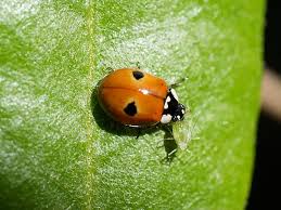 Attēlu rezultāti vaicājumam “Adalia bipunctata imago”