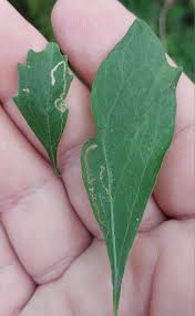 Attēlu rezultāti vaicājumam “Bucculatrix rhamniella”