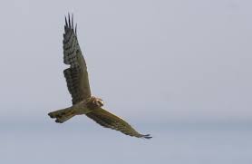 Attēlu rezultāti vaicājumam “Circus pygargus”