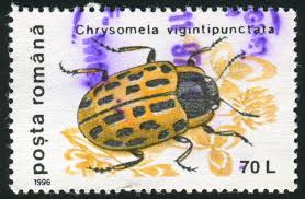 Attēlu rezultāti vaicājumam “Chrysomela vigintipunctata”