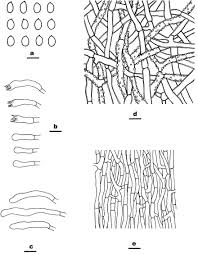 Attēlu rezultāti vaicājumam “Ceriporia viridans”
