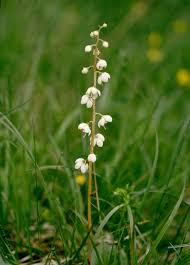 Attēlu rezultāti vaicājumam “Pyrola rotundifolia”