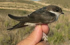 Attēlu rezultāti vaicājumam “Delichon urbicum adult”