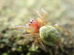 Attēlu rezultāti vaicājumam “Araniella”