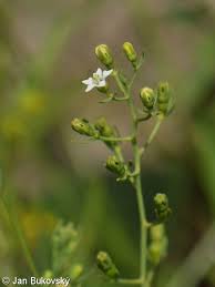 Attēlu rezultāti vaicājumam “Thesium ebracteatum leaf”