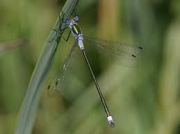 Attēlu rezultāti vaicājumam “Lestidae”