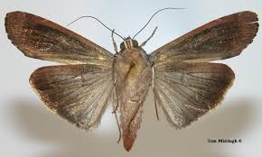 Attēlu rezultāti vaicājumam “Noctuidae”