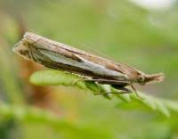 Attēlu rezultāti vaicājumam “Crambus hamella”