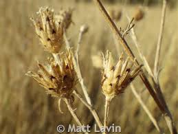Attēlu rezultāti vaicājumam “Centaurea stoebe fruit”