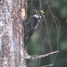 Attēlu rezultāti vaicājumam “Picoides tridactylus adult”