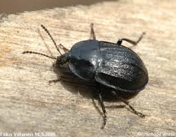 Attēlu rezultāti vaicājumam “Phosphuga atrata”