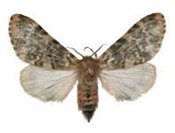 Attēlu rezultāti vaicājumam “Lymantriidae”