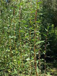 Attēlu rezultāti vaicājumam “Salix daphnoides leaf”