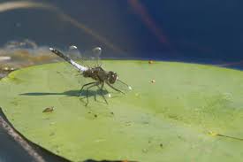 Attēlu rezultāti vaicājumam “Leucorrhinia caudalis male”