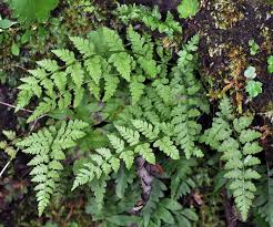 Attēlu rezultāti vaicājumam “Cystopteris fragilis”