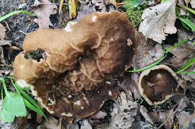 Attēlu rezultāti vaicājumam “Disciotis venosa”