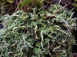Attēlu rezultāti vaicājumam “Cladonia coniocraea”