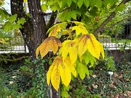 Attēlu rezultāti vaicājumam “Kalopanax septemlobus”