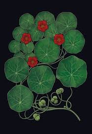 Attēlu rezultāti vaicājumam “Tropaeolum majus leaf”