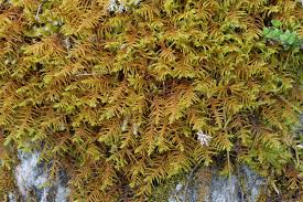 Attēlu rezultāti vaicājumam “Abietinella abietina var. hystricosa”