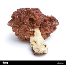 Attēlu rezultāti vaicājumam “Gyromitra”