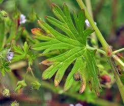 Attēlu rezultāti vaicājumam “Geranium pusillum leaf”