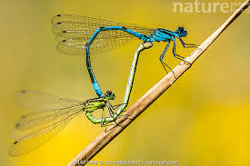 Attēlu rezultāti vaicājumam “Enallagma cyathigerum”