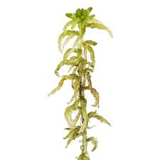 Attēlu rezultāti vaicājumam “Sphagnum platyphyllum”
