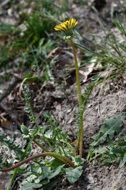 Attēlu rezultāti vaicājumam “Taraxacum officinale aggr. leaf”