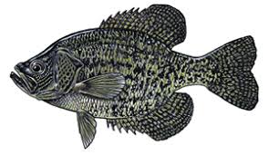 Image result for Pomoxis nigromaculatus