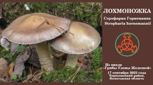 Attēlu rezultāti vaicājumam “Stropharia hornemannii”