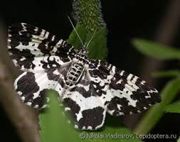 Attēlu rezultāti vaicājumam “Epirranthis diversata upperside”