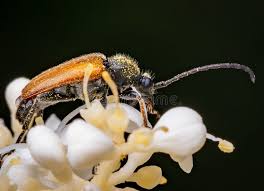 Attēlu rezultāti vaicājumam “Paracorymbia maculicornis imago”