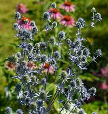 Attēlu rezultāti vaicājumam “Eryngium planum fruit”