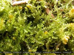 Attēlu rezultāti vaicājumam “Cephalozia catenulata”