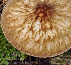 Attēlu rezultāti vaicājumam “Pluteus umbrosus”