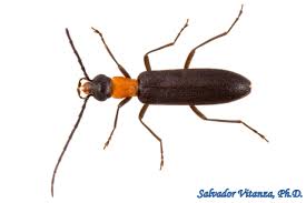 Attēlu rezultāti vaicājumam “Oedemeridae”