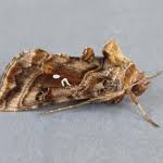 Attēlu rezultāti vaicājumam “Autographa pulchrina”