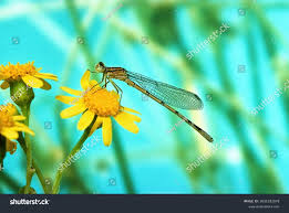 Attēlu rezultāti vaicājumam “Platycnemis pennipes male”